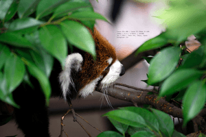 a-lesser-panda-is-not-a-panda