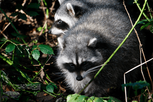 a-raccoon-is-not-a-raccoon