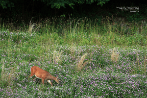 bambi