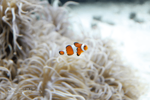 celebrity-fish
