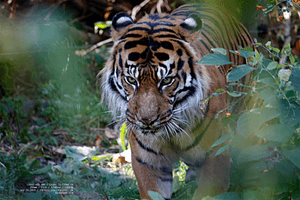 eye-of-the-tiger