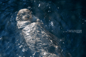 otter-on-the-water