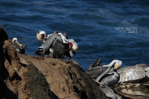 pelicans-in-sync