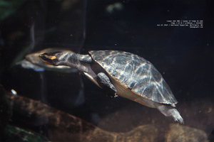 sunlight-turtle-shell