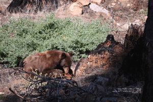 the-bear-necessities