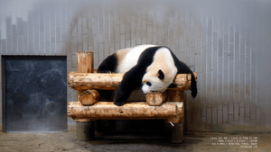 the-persistence-of-laziness