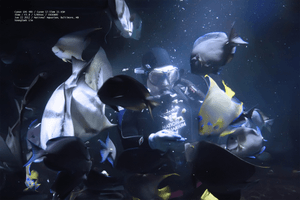 under-the-sea