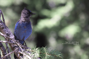 untitled-stellers-jay